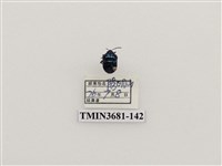 藏品(紅緣亮盾椿)的圖片